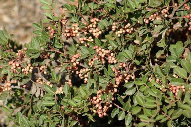 FLORA AMORGINA 143 Ορφανίδης, γράφει ανάμεσα στα άλλα: «Λαμβάνω την τιμή, κύριοι υπουργοί, να σας πληροφορήσω για ένα σπουδαίο πράγμα, που έχει μεγάλη αξία για τους φτωχούς κατοίκους διαφόρων νησιών