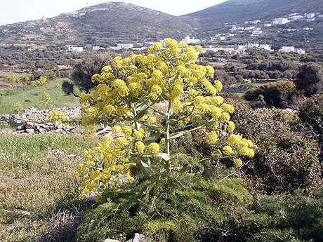 FLORA AMORGINA 144 Αρκεσίνη 06/04/2004 APIACEAE (UMBELLIFERAE - ΣΚΙΑΔΙΑΝΘΗ) Ferula communis subsp. glauca (L.) Rouy & E.G.Camus 1901 Φερούλα η κοινή (νάρθηκας, άρτηκας) Μεσογειακό φυτό, κοινό στην Ελλάδα, κυρίως στις παραλιακές περιοχές και τα νησιά.