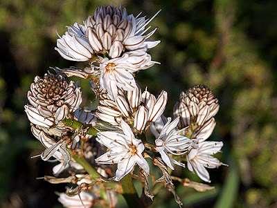 FLORA AMORGINA 146 ASPHIDELACEAE ΑΣΦΟΔΕΛΙΔΕΣ Asphodelus ramosus L.