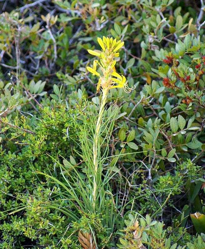FLORA AMORGINA 148 ASPHODELACEAE Χοζοβιώτισσα 07/04/2007 Asphodeline lutea (L.) Rchb.
