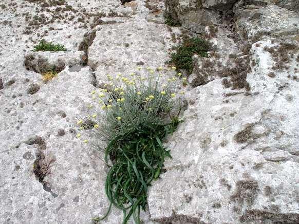 FLORA AMORGINA 149 ASTERACEAE (COMPOSITAE) ΣΥΝΘΕΤΑ Λαγκάδα 01/04/2010 Helichrysum orientale (L.) Vaill.