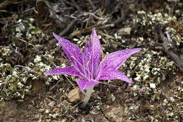 FLORA AMORGINA 150 COLCHICACEAE ΚΟΛΧΙΚΙΙΔΕΣ Χώρα 01/10/2007 Colchicum variegatum L., 1753 Κολχικό το ποικίλο Το πρώτο φθινοπωρινό αγριολούλουδο που ανθίζει στην Αμοργό είναι το Colchicum variegatum.