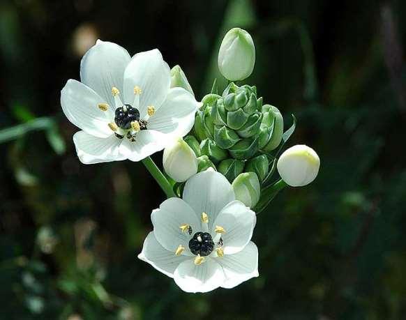 FLORA AMORGINA 159 HYACINTHACEAE ΥΑΚΙΝΘΙΔΕΣ Κατάπολα 25/04/2005 Ornithogalum arabicum, L.