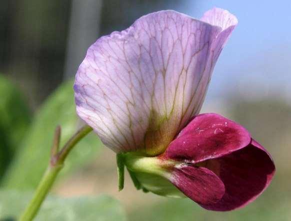 FLORA AMORGINA 160 Σήμερα η Αμοργός και τα μικρότερα νησιά, που συνθέτουν τις Μικρές Κυκλάδες, αποτελούν ανερχόμενους τουριστικούς παραδείσους, με ευεργετικά αποτελέσματα στο εισόδημα των κατοίκων.