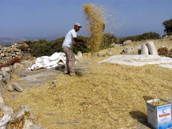 FLORA AMORGINA 162 νερά και να γίνει το χωράφι λάσπη», υποστηρίζει ο Μιχάλης Οικονομίδης από τα Θολάρια της Αιγιάλης.