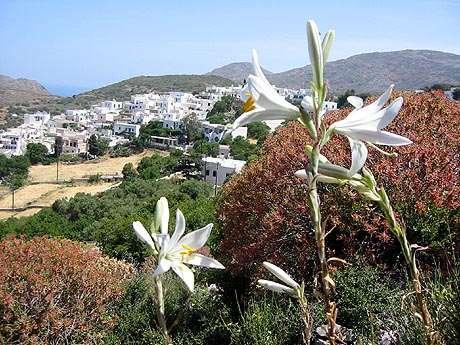 FLORA AMORGINA 164 φωτογραφία Βαγγέλης Βασσάλος LILIACEAE ΛΙΛΙΙΔΕΣ Λαγκάδα 16/05/2005 Lilium candidum L.