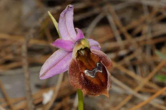 FLORA AMORGINA 166 ORCHIDACEAE ΟΡΧΙΔΙΔΕΣ Ophrys lucis (Kalteisen & H.R. Reinhard) H.F. Paulus & Gack, 1990 Οφρύς του φωτός Η όμορφη αυτή ορχιδέα έχει μικρή εξάπλωση στην Ρόδο, Χάλκη, Τήλο, Νίσυρο, Κω και τις απέναντι μικρασιατικές ακτές.