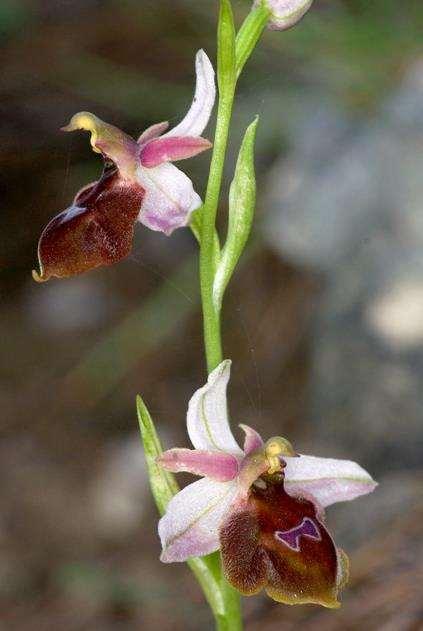 FLORA AMORGINA 167 φωτογραφίες
