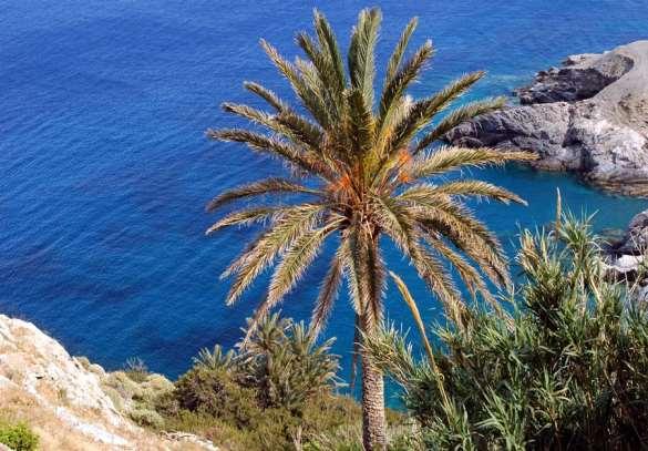 FLORA AMORGINA 168 Αγία Άννα 02/05/2005 Ο Φοίνικας του Θεόφραστου περιλαμβάνεται στο Βιβλίο Ερυθρών Δεδομένων των Σπάνιων & Απειλούμενων Φυτών της Ελλάδας (2009).
