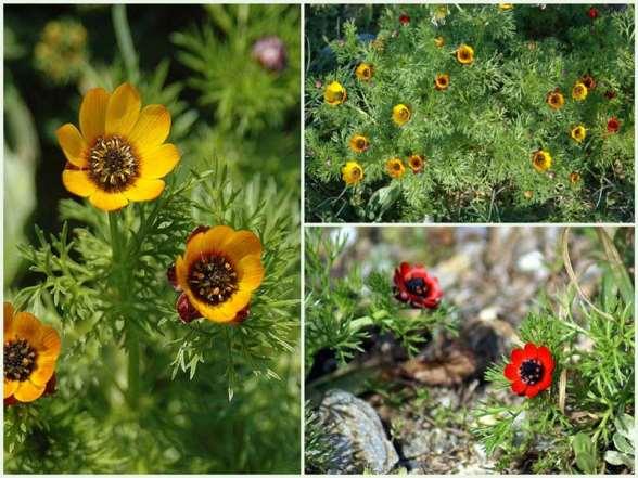 FLORA AMORGINA 171 RANUNCULACEAE Adonis microcarpa, DC. 1817 Αδωνις ο μικρόκαρπος Μεσογειακό φυτό με εξάπλωση στο μεγαλύτερο τμήμα της Ελλάδας και κυρίως στα νησιά.