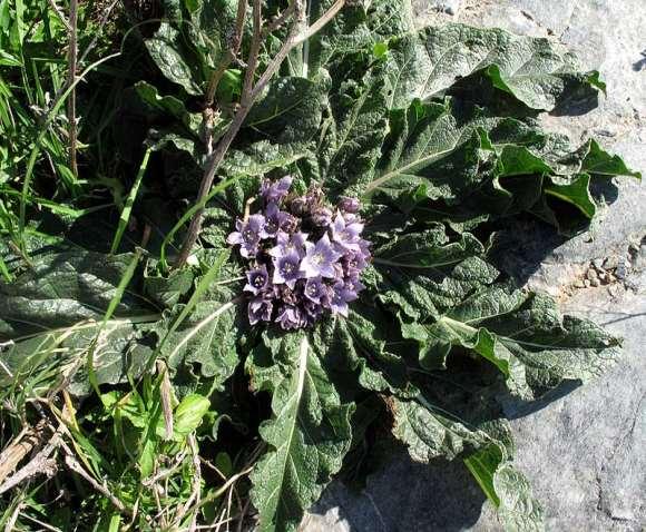 FLORA AMORGINA 173 Κατάπολα 13/12/2005 κτηριστική ανθρωπόμορφη ρίζα του πέρασε από τα πανάρχαια χρόνια στον χώρο της μαγείας.