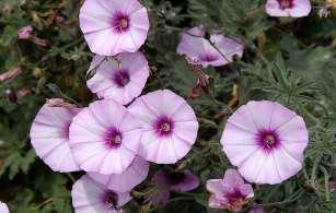 Convolvulus