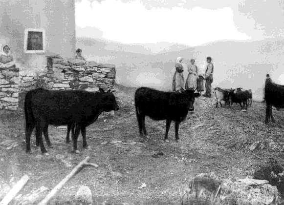 FLORA AMORGINA 24 Η διατροφή Ό πως είδαμε στις προηγούμενες σελίδες με τις μαρτυρίες ξένων περιηγητών, από άλλα στοιχεία και από τις στατιστικές του ελληνικού κράτος η Αμοργός μπορούσε να θρέψει έναν