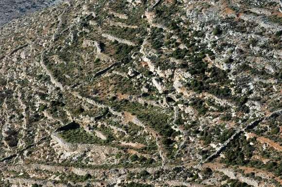 FLORA AMORGINA 29 σμένων περιοχών. Εκτός από τη συνεχή συντήρηση των ξερολιθιών, σταδιακά τα χωράφια κάλυψαν κάθε αξιοποιήσιμη θέση.