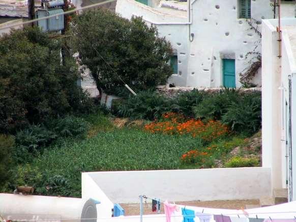 FLORA AMORGINA 30 μιουργηθούν νέα χωράφια σε επιλεγμένη περιοχή, ξέφυγε και επεκτάθηκε σε όλο το βουνό.
