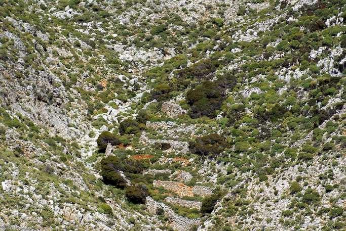 FLORA AMORGINA 37 Οι σάρες και οι απότομες πλαγιές με ασβεστολιθικό υπόστρωμα είναι τυπικοί οικότοποι ενδημικών ειδών.