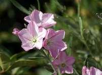 picroides, Scorzonera sp., Trigonella rechingeri. Πατελίδι Βορειότερα από τη Γραμβούσα και σχεδόν απέναντι από την αρχαία Αρκεσίνη, η νησίδα Πατελίδι προστατεύει τον φερώνυμο όρμο.