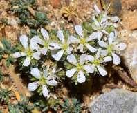 FLORA AMORGINA 44 Frankenia hirsuta Serapias vomeracea ssp.