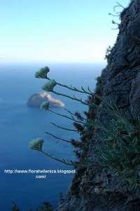 Crithmum maritimum, Echinops spinosissimus ssp.