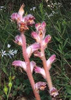 FLORA AMORGINA 50 Orobanche rubescens από την χλωρίδα της Δονούσας Στις εκλογές Σεπτεμβρίου 2015 υπήρχαν 200 εγγεγραμμένοι ψηφοφόροι αλλά τελικά ψήφισαν 87 Η Δονούσα (δεξιά) και οι Μάκαρες στο πρωινό