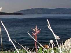 FLORA AMORGINA 56 Η ορχιδέα Serapias bergonii από τη νησίδα Βενέτικο Carlina lanata από την Ηρακλειά Romulea bulbocodium από την Ηρακλειά στρακοειδή. Το τυρί τους είναι πολύ καλό.