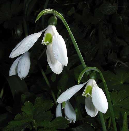 FLORA AMORGINA 69 Φωτογραφία Γιάννης Γαβαλάς AMARYLLIDACEAE ΑΜΑΡΥΛΛΙΔΕΣ Galanthus ikariae Baker 1893 * Γάλανθος της Ικαρίας Ενδημικός Κυκλάδων (Άνδρος, Τήνος, Νάξος), Σύρου και Ικαρίας.