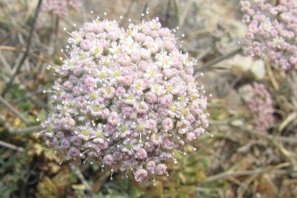 FLORA AMORGINA 70 APIACEAE (UMBELLIFERAE - ΣΚΙΑΔΙΑΝΘΗ) φωτογραφία Γιάννης Γαβαλάς Pimpinella pretenderis Orph. ex Halácsy, 1901 ** Πιμπινέλα του Πρετεντέρη Ενδημικό φυτό των Κυκλάδων.