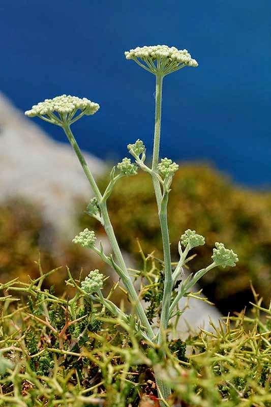 FLORA AMORGINA 71 φωτογραφίες Γιάννης Γαβαλάς