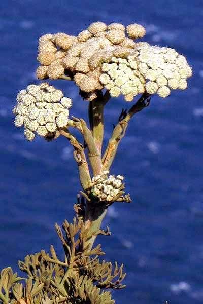 FLORA AMORGINA 72 APIACEAE (UMBELLIFERAE - ΣΚΙΑΔΙΑΝΘΗ) Seseli crithmifolium (Juss. ex DC.) Boiss.