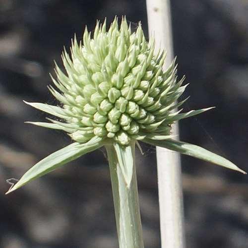 FLORA AMORGINA 74 APIACEAE (UMBELLIFERAE - ΣΚΙΑΔΙΑΝΘΗ) Eryngium amorginum Rech.f., 1934 * Ηρύγγιο το αμοργινό Ενδημικό Κυκλάδων και Κρήτης, που περιγράφηκε από την Αμοργό.