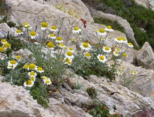 FLORA AMORGINA 75 φωτογραφία Γιάννης Γαβαλάς Ηρακλειά 30/04/2006 ASTERACEAE (COMPOSITAE) ΣΥΝΘΕΤΑ Anthemis scopulorum Rech.f.