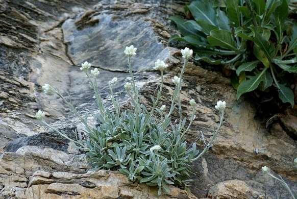 FLORA AMORGINA 78 ASTERACEAE (COMPOSITAE) ΣΥΝΘΕΤΑ Χοζοβιώτισσα 30/04/2011 Helichrysum amorginum Boiss. & Orph.