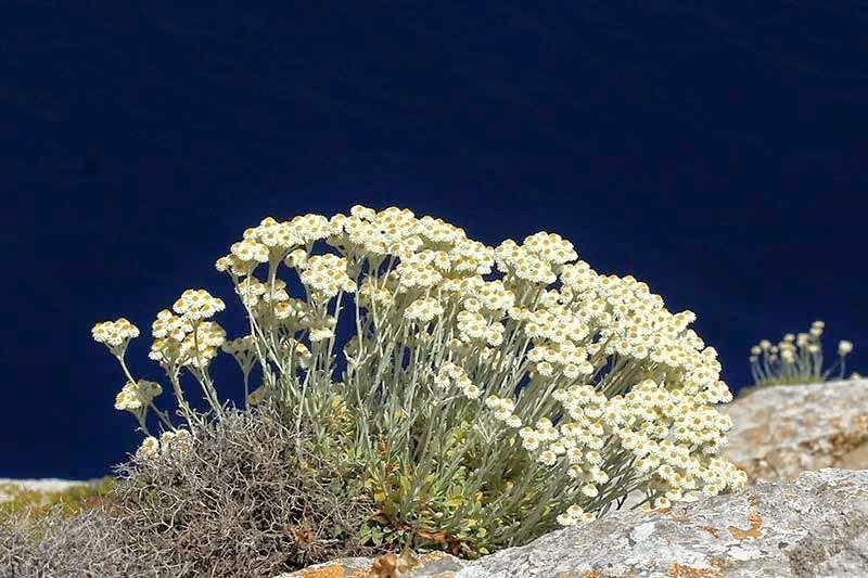 FLORA