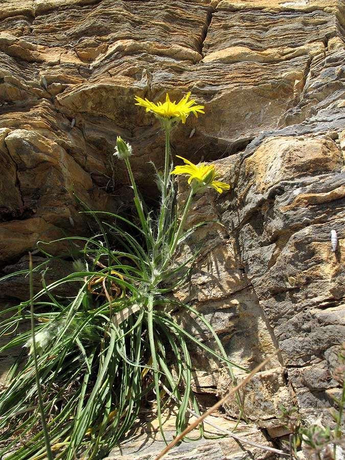 FLORA
