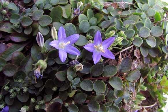 FLORA AMORGINA 86 CAMPANULACEAE ΚΑΜΠΑΝΟΥΛΙΔΕΣ φωτογραφία Γιάννης Γαβαλάς Campanula heterophylla L. 1753 ** Καμπανούλα η ετερόφυλλη Ενδημική των Νότιων Κυκλάδων, με κέντρο την Αμοργό.