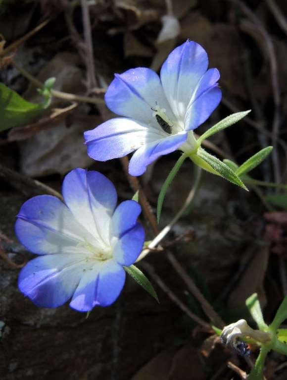 FLORA AMORGINA 88 CAMPANULACEAE ΚΑΜΠΑΝΟΥΛΙΔΕΣ φωτογραφία Burkhard Biel Legousia snogerupii Biel & Kit Tan 2014 ** Λεγκουσία του Σνόγκερουπ Ενδημικό της Αμοργού, Λέβιθων, Αστυπάλαιας και των νησίδων
