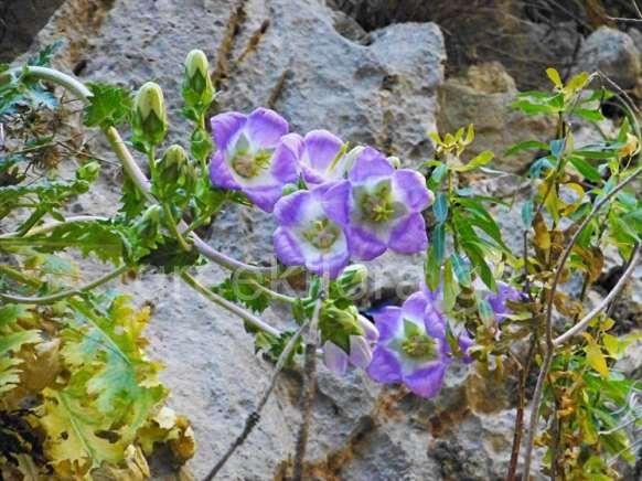 FLORA AMORGINA 89 Φωτογραφία Βαγγέλης Παπιομύτιγλου 03/05/2013 από www.greekflora.gr CAMPANULACEAE ΚΑΜΠΑΝΟΥΛΙΔΕΣ Campanula laciniata L.