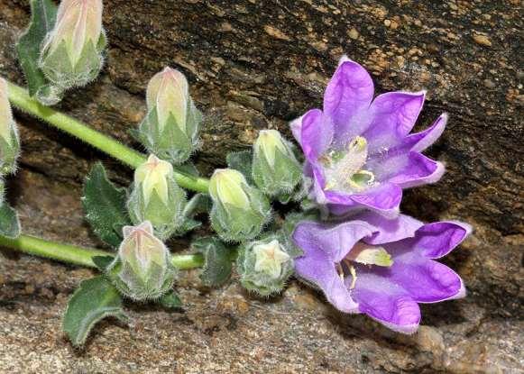FLORA AMORGINA 90 CAMPANULACEAE ΚΑΜΠΑΝΟΥΛΙΔΕΣ Campanula reiseri Halácsy 1896 * Καμπανούλα του Ρέισερ Ενδημική Κυκλάδων και Σποράδων.