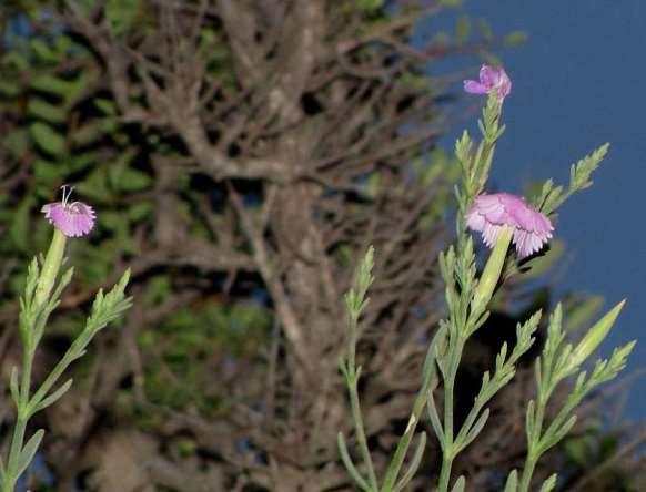 FLORA AMORGINA 92 Ηρακλειά 25/06/2011 φωτογραφία Γιάννης Γαβαλάς CARYOPHYLLACEAE ΚΑΡΥΟΦΥΛΛΙΔΕΣ Dianthus fruticosus L. subsp. amorginus Runemark 1980 * Δίανθος ο θαμνώδης ο αμοργινός Ενδημικό φυτό.