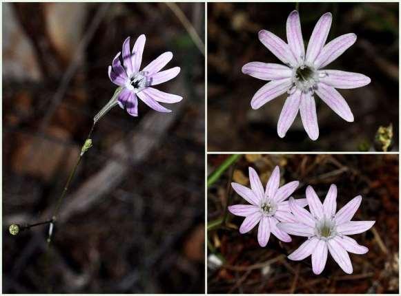 FLORA AMORGINA 94 CARYOPHYLLACEAE ΚΑΡΥΟΦΥΛΛΙΔΕΣ Silene corinthiaca Boiss. & Heldr.