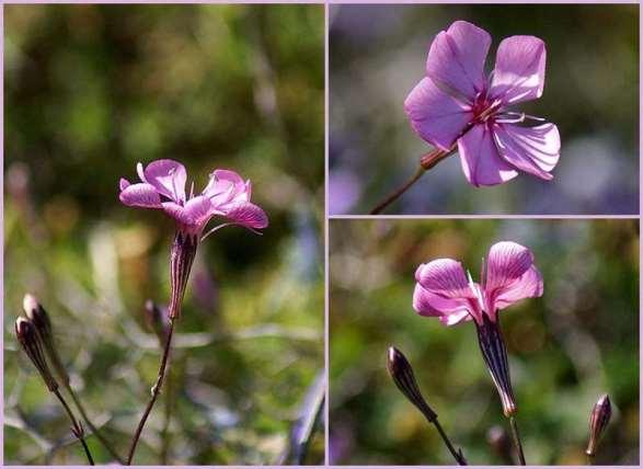 FLORA AMORGINA 95 Χώρα 10/04/2007 CARYOPHYLLACEAE ΚΑΡΥΟΦΥΛΛΙΔΕΣ Silene cythnia (Halácsy) Walters, 1964 * Σιληνή της Κύθνου Ενδημική Κυκλάδων, Ικαρίας και Ψαρών.