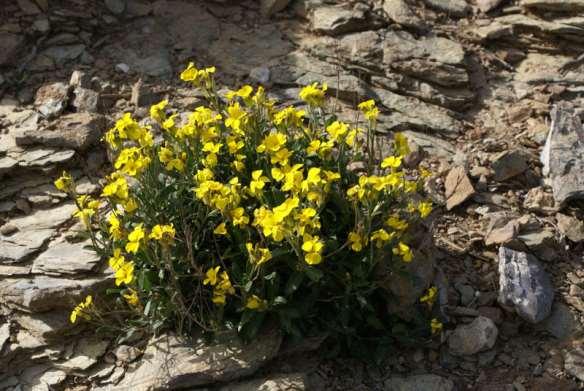 FLORA AMORGINA 98 CRUCIFERAE (BRASSICACEAE) ΣΤΑΥΡΑΝΘΗ Βαλσαμίτης 29/03/2010 Erysimum senoneri subsp.