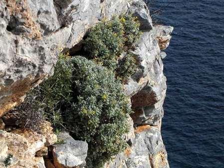 FLORA AMORGINA 100 φωτογραφία Γιάννης Γαβαλάς Ηρακλειά 06/02/2010 CRUCIFERAE (BRASSICACEAE) ΣΤΑΥΡΑΝΘΗ Fibigia lunarioides (Willd.