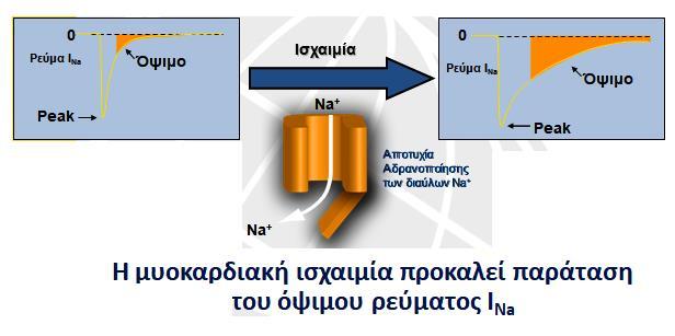 Δυναμικό ενεργείας μυοκαρδιακού κυττάρου o o Ευνοϊκές μεταβολικές