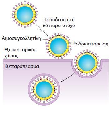 Ο ιός της γρίπης προσδένεται σε κατάλοιπα σιαλικού οξέος Ο ιός της γρίπης στοχεύει κύτταρα με το να προσδένεται σε κατάλοιπα σιαλικού οξέος που εντοπίζονται στα άκρα