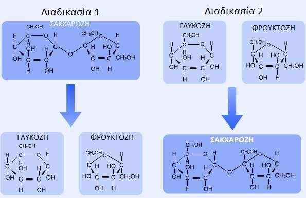 3 ΕΙΚΟΝΑ 3 Το ένζυμο που συμμετέχει στις διαδικασίες 1 και 2 είναι το ίδιο ή διαφορετικό; Αιτιολογήστε την απάντησή σας ---- Ποια διαδικασία κατά τη γνώμη σας