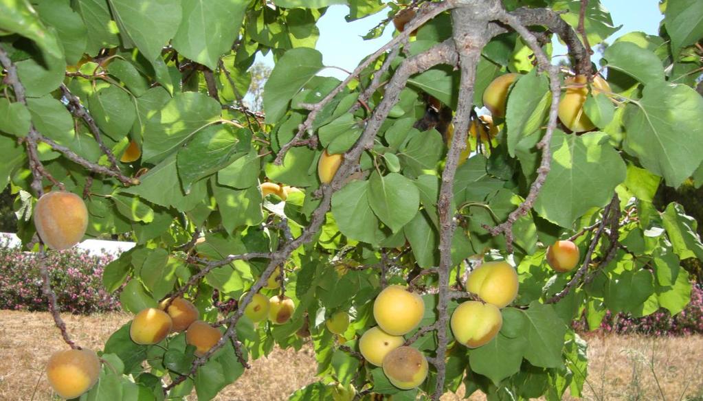 Αργότερα, ο μύκητας εξαπλώνεται και σε παλαιότερους κλάδους σχηματίζοντας έλκη. Γύρω από τα έλκη αναπτύσσεται επουλωτικός ιστός που εμποδίζει την επέκταση της προσβολής.