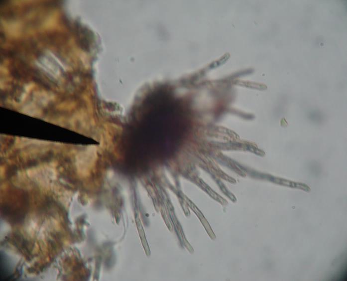 Στην κάτω επιφάνεια των φύλλων σχηματίζονται την άνοιξη τα ακέρβουλα του μύκητα που περιέχουν κονιδιοφόρους με κονίδια.