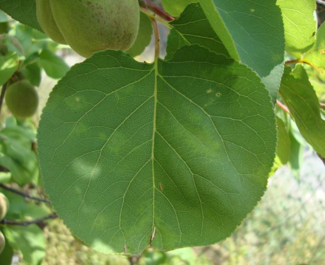 ΣΥΜΠΤΩΜΑΤΑ Συμπτώματα παρατηρούνται στα φύλλα και στους καρπούς.