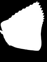 ΚΟΥΑΡΤΙΡΟΛΟ/ΠΑΡΜΕΖΑΝΑ/ ΓΚΡΑΝΑ W:6g 25-126 TORTELLONI GIGANTI RICOTTA E SPINACI
